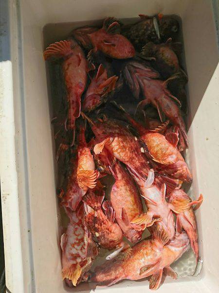 恵比寿丸（兵庫） 釣果