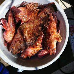 恵比寿丸（兵庫） 釣果