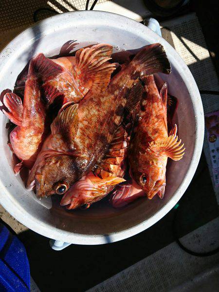 恵比寿丸（兵庫） 釣果