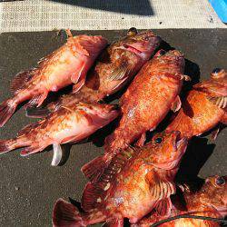 恵比寿丸（兵庫） 釣果