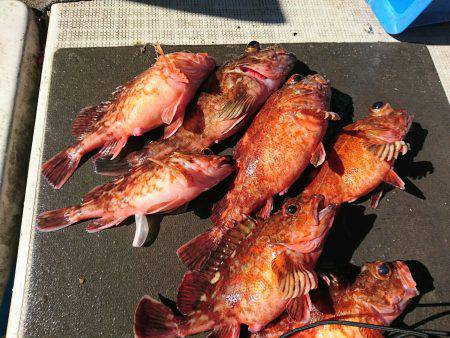 恵比寿丸（兵庫） 釣果