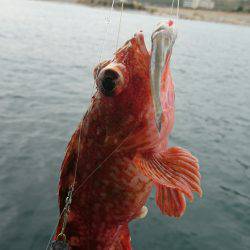 恵比寿丸（兵庫） 釣果