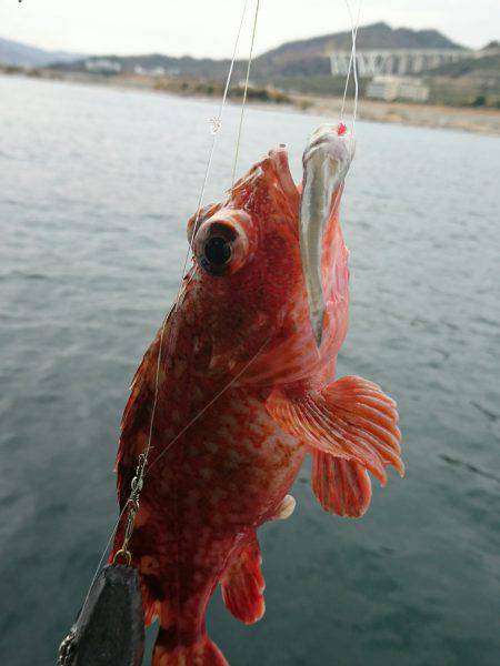 恵比寿丸（兵庫） 釣果