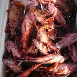 恵比寿丸（兵庫） 釣果