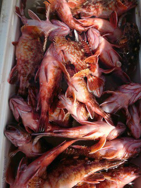 恵比寿丸（兵庫） 釣果