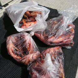 恵比寿丸（兵庫） 釣果