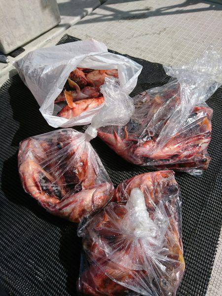 恵比寿丸（兵庫） 釣果