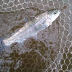 フィッシングエリア帝釈 釣果