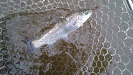 フィッシングエリア帝釈 釣果