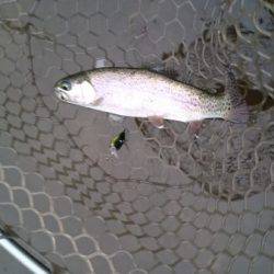 フィッシングエリア帝釈 釣果