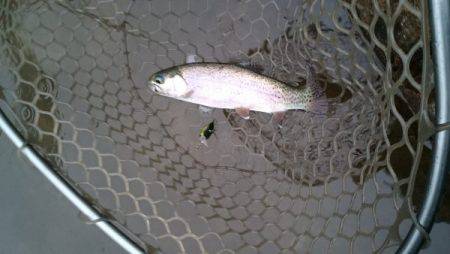 フィッシングエリア帝釈 釣果