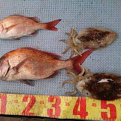 第二常豊丸 釣果