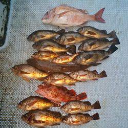 第二常豊丸 釣果