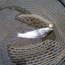 フィッシングエリア帝釈 釣果