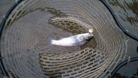 フィッシングエリア帝釈 釣果