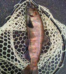 会津大川（会津非出資漁業協同組合） 釣果