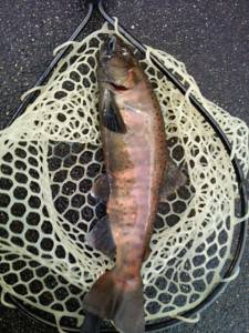 会津大川（会津非出資漁業協同組合） 釣果