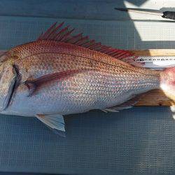 フィッシングボートACE(エース) 釣果