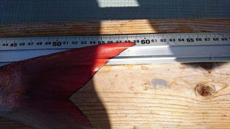 フィッシングボートACE(エース) 釣果