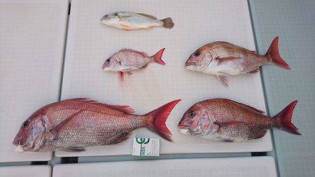 フィッシングボートACE(エース) 釣果