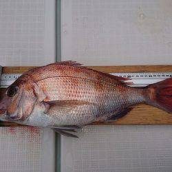 フィッシングボートACE(エース) 釣果