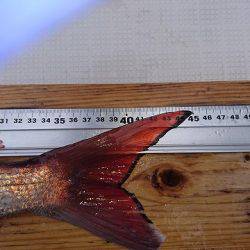 フィッシングボートACE(エース) 釣果