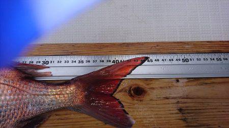 フィッシングボートACE(エース) 釣果