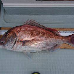 フィッシングボートACE(エース) 釣果