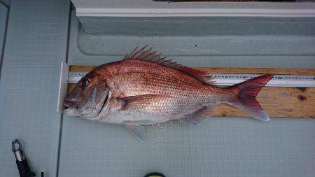 フィッシングボートACE(エース) 釣果