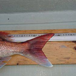 フィッシングボートACE(エース) 釣果