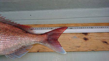 フィッシングボートACE(エース) 釣果