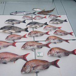 フィッシングボートACE(エース) 釣果