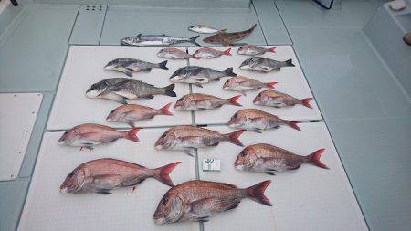 フィッシングボートACE(エース) 釣果