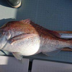 フィッシングボートACE（エース） 釣果