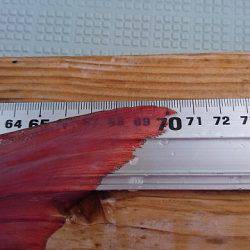 フィッシングボートACE（エース） 釣果