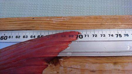 フィッシングボートACE（エース） 釣果