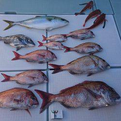 フィッシングボートACE（エース） 釣果