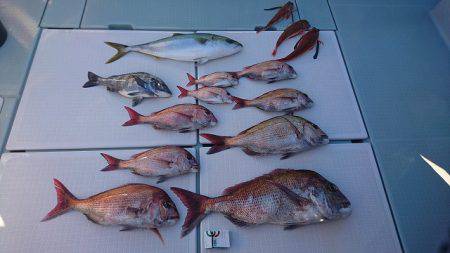 フィッシングボートACE（エース） 釣果