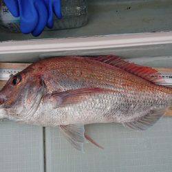 フィッシングボートACE(エース) 釣果