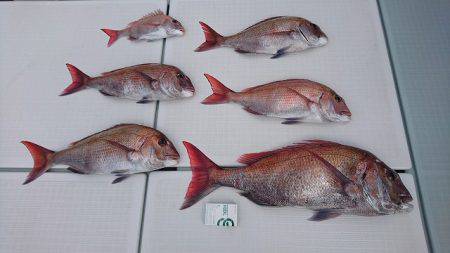 フィッシングボートACE(エース) 釣果