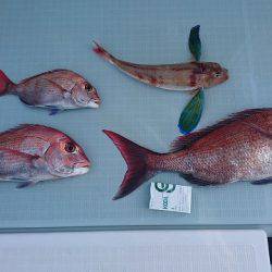 フィッシングボートACE(エース) 釣果