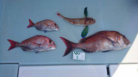 フィッシングボートACE(エース) 釣果