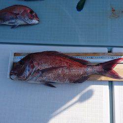 フィッシングボートACE(エース) 釣果