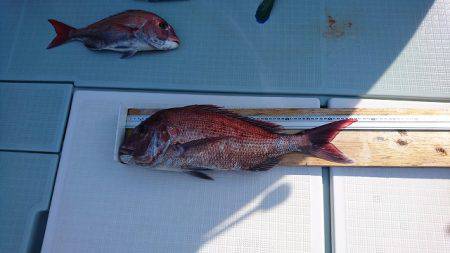 フィッシングボートACE(エース) 釣果