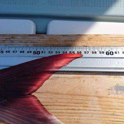 フィッシングボートACE(エース) 釣果