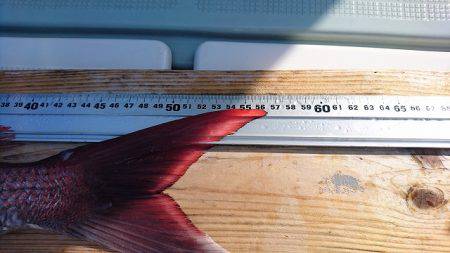 フィッシングボートACE(エース) 釣果