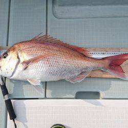 フィッシングボートACE(エース) 釣果