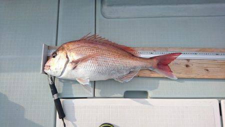 フィッシングボートACE(エース) 釣果