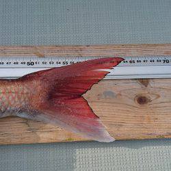 フィッシングボートACE(エース) 釣果