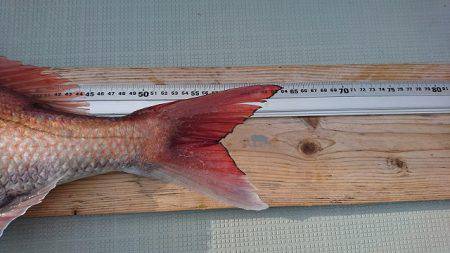 フィッシングボートACE(エース) 釣果